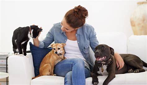 pet and house sitting agencies.